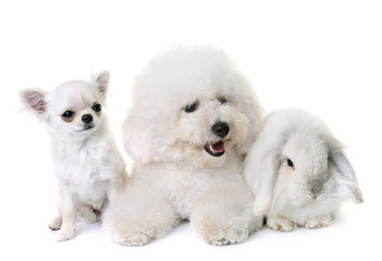 bichon frise, chihuahua and bunny