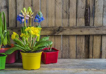 spring flowers (hyacinths, primroses, watering can,gardening tools on old wooden background