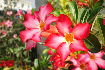 Desert rose flower (Other names are desert rose, Mock Azalea) in national garden (local name) Thailand 
