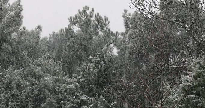 Nevando en el bosque