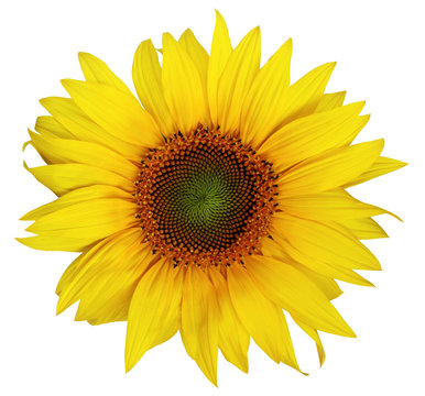 Beautiful sunflower isolated on a white background.