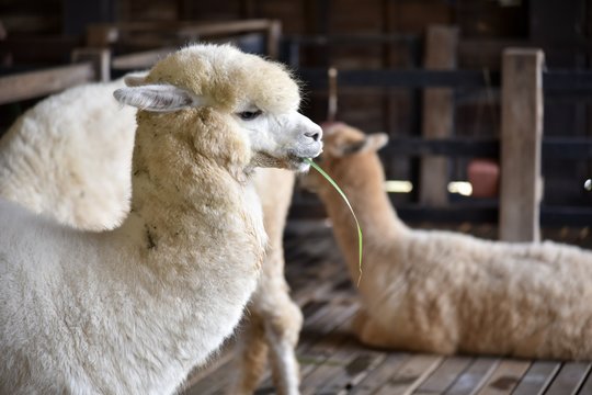 fluffy alpacas in barn