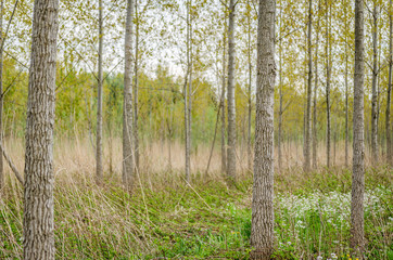 Young poplar trees in the forest near the town of Novi Sad 