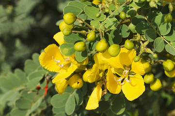 Cassia, Senna bicapsularis near Pune