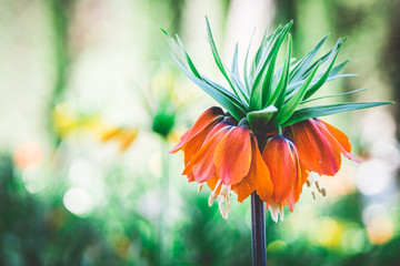 beautiful and coloerful Fritillaria, Kaiserkrone, crown imperial © Sonja