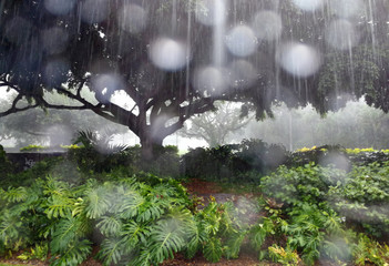 ハワイに降る雨 Rain falling in Hawaii