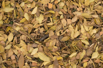 Yellow and brown dull fallen leaves from above