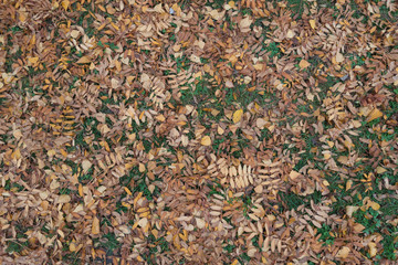 Dead leaves of rowan and birch in the grass