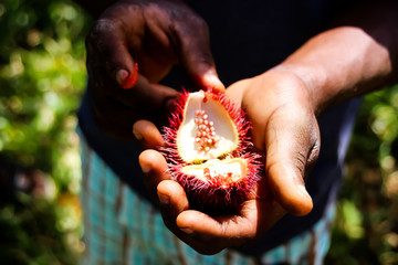Rote Litschi Frucht in der Hand
