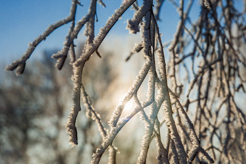 Winter landscape, nice winter sunny weather with snow visible on the branches.
