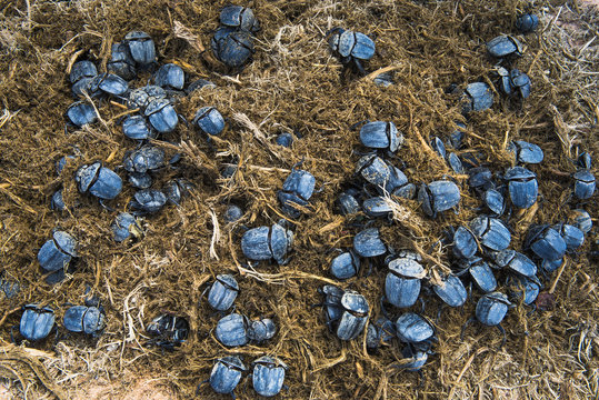 Dung beetles in elephant dung