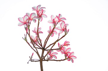 Obraz na płótnie Canvas blooming of pink plumeria on white background