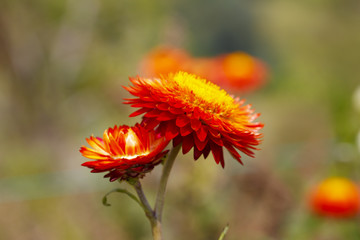 Red everlasting or straw flower ( helichrysum bracteatum willd )  blooming in the garden