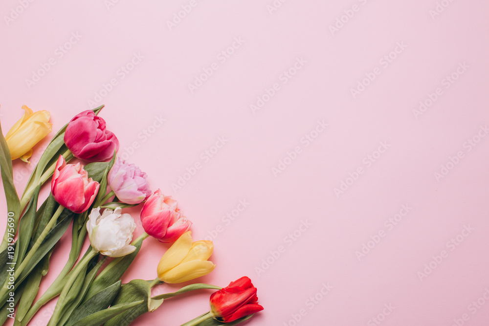 Wall mural tulips on a pink background. flat lay and top view.