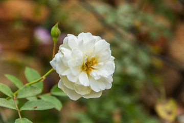 White Roses on a bush