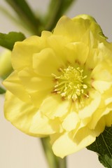 Fototapeta premium クリスマスローズ イエロー ダブルのアップ