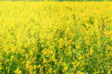 Close up of yellow Sunn hemp flower in the field