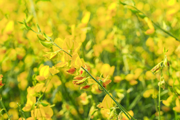 Close up bramch of yellow Sunn hemp flower with theirs field