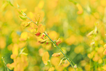 Close up bramch of yellow Sunn hemp flower with theirs field
