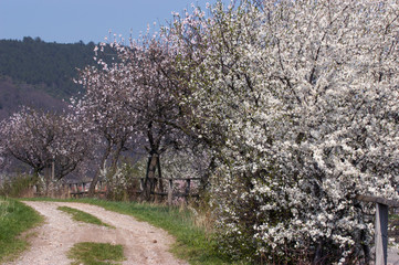 Blühende Schlehen und Mandelbäume bei Gimmeldingen