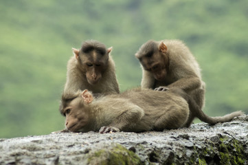 Monkeys sitting on roadside wall in Varandha ghat, Pune
