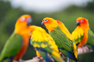 Sun Conure parrot