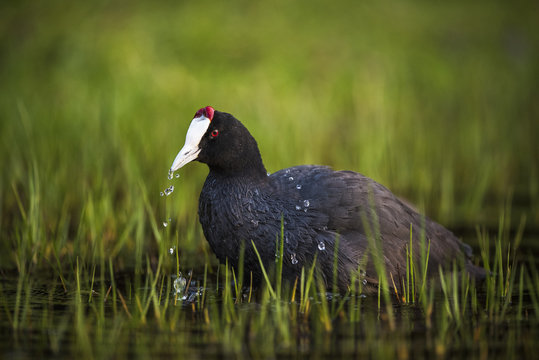 Red knobbed coot in water, South Africa