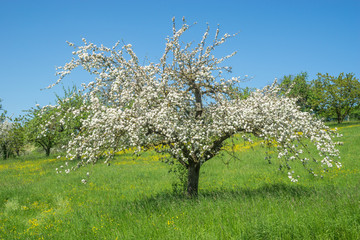 Blühender Apfelbaum auf einer Wiese