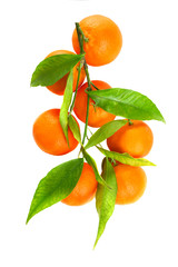 mandarines with leaves