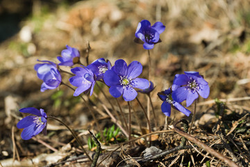 Blooming liverwort (hepatica nobilis) flowers in the early spring, in Finland.