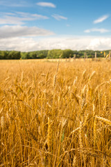 Naklejka premium Golden yellow rice paddy field with blue sky with upright view