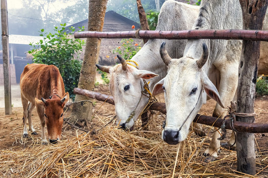 Zebus, Humped Cattle, Nepal