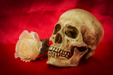 Still life with a human skull with a fake white rose