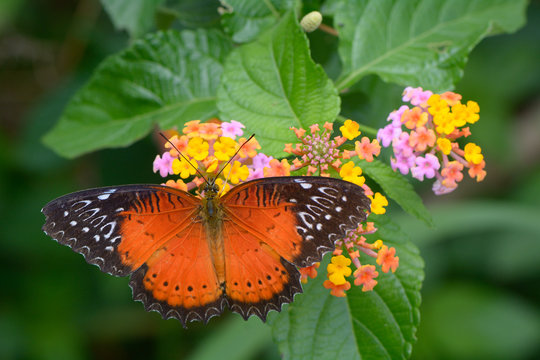 A Beautiful Butterfly