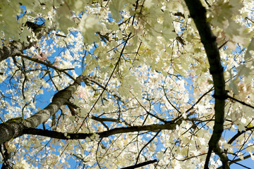 Acer platanoides Walderseei