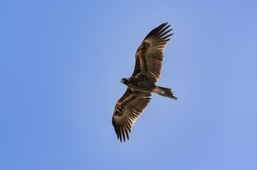 A wedge tail eagle flying in Australia. The large predator is hunting from the sky.