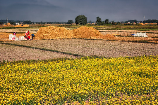 Rural Scene, Terai, Nepal