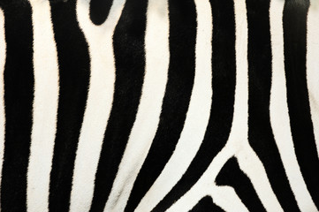 zebra,