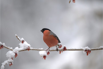 Männlicher Dompfaff