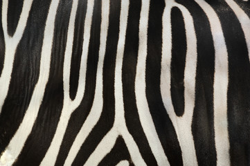 zebra,