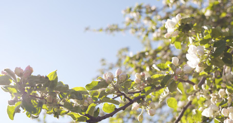 apple tree with pink flowers in a garden