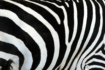 Fototapeta na wymiar zebra,