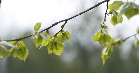 linden branch with young leaves sways on wind