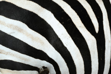zebra,