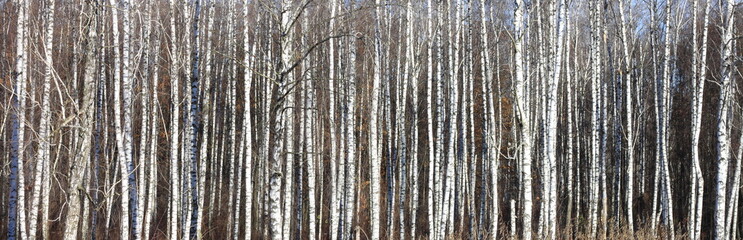 Trunks of birch trees in forest / birches in sunlight in spring / birch trees in bright sunshine / birch trees with white bark / beautiful landscape with white birches