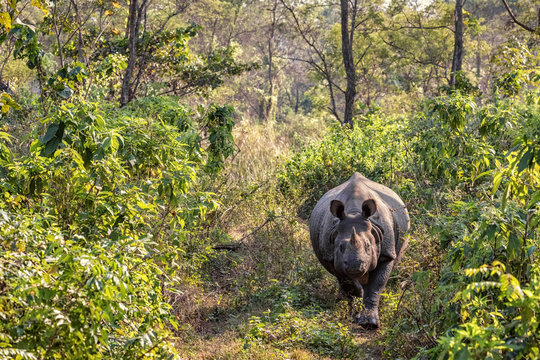Indian Rhinoceros, Rhinoceros unicornis, Chitwan NP, Nepal