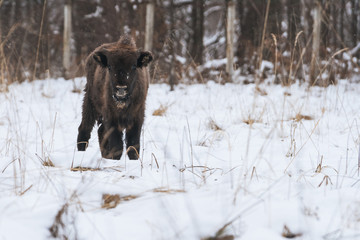 Fist winter of this bison cub, he was into the open field walking through the covered grass with snow