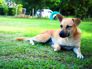 The dog sat on the grass.