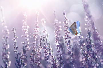 Surprisingly beautiful  colorful floral background. Heather flowers and butterfly in rays of summer sunlight in spring outdoors on nature macro, soft focus. Atmospheric photo, gentle artistic image. - obrazy, fototapety, plakaty