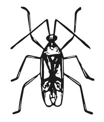 Käfer - campyloneura vitripennis - glassy-winged soldier-bug